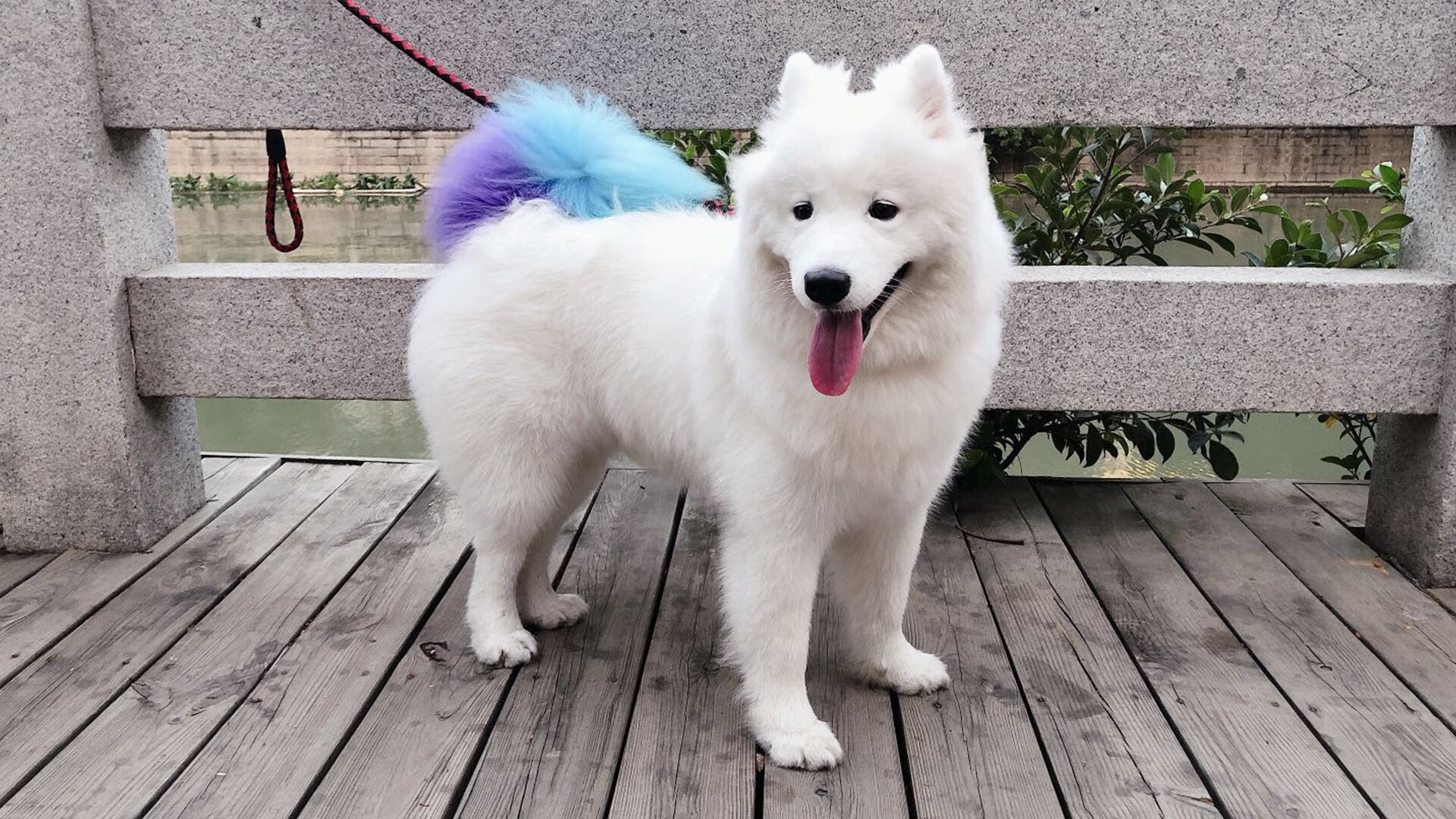 鹰击长空，火箭坠落，西亚卡姆的压制级表演